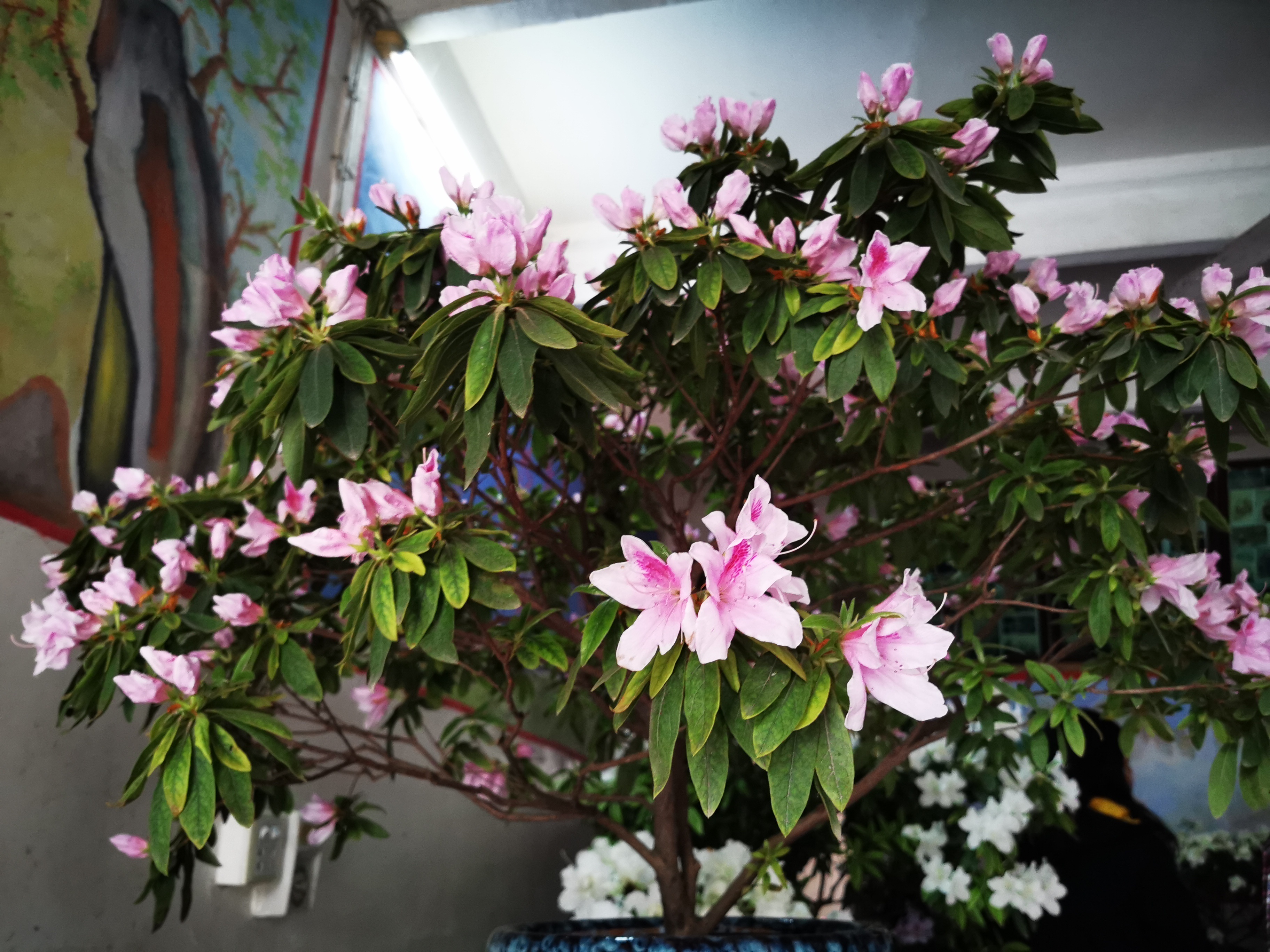 奉贤东部也有一个"沈家花园" 320多盆花卉开门迎客