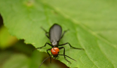 这种被叫做"葛上亭长"的昆虫你知道吗,作用和功效真不少