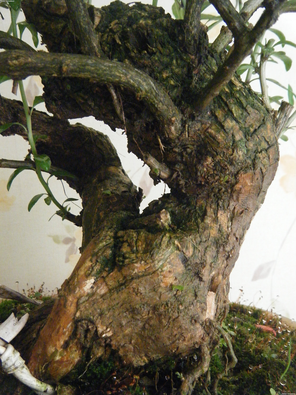 碗口粗的枸杞老桩能否成活?怎样上盆?