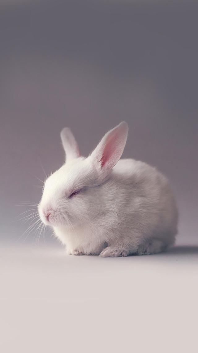手机壁纸兔子竖屏图片