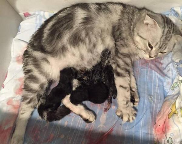 猫咪怀孕两个月,生了5只小奶猫,黑不溜秋主人笑喷了
