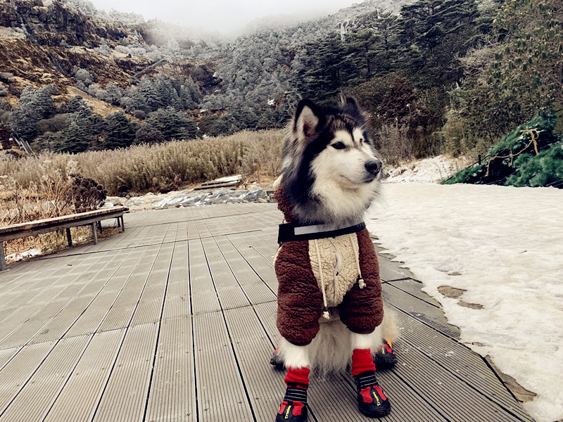 我的哈士奇狗名字是"哈皮",跟我在一起的那些时光,双方很快乐