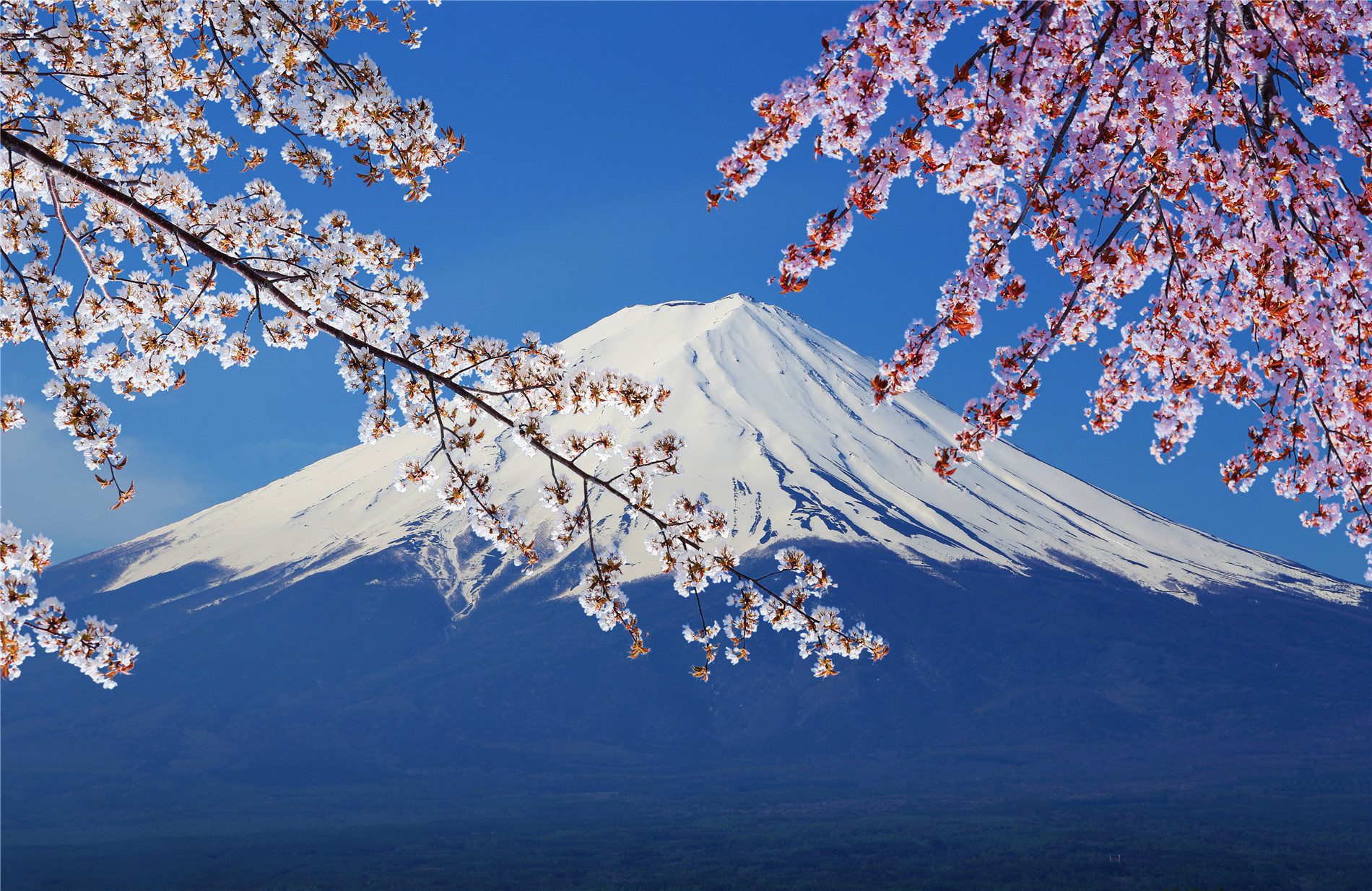 富士山上白雪皑皑,樱花树前半遮住,美丽如同画卷