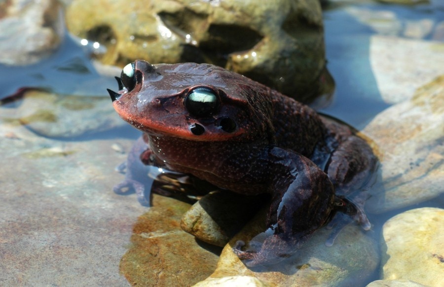 髭蟾你真的了解吗?髭蟾知识科普