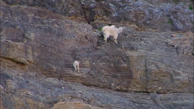 金雕偷袭岩羊，岩羊的结局真是太惨了，镜头记录全过程
