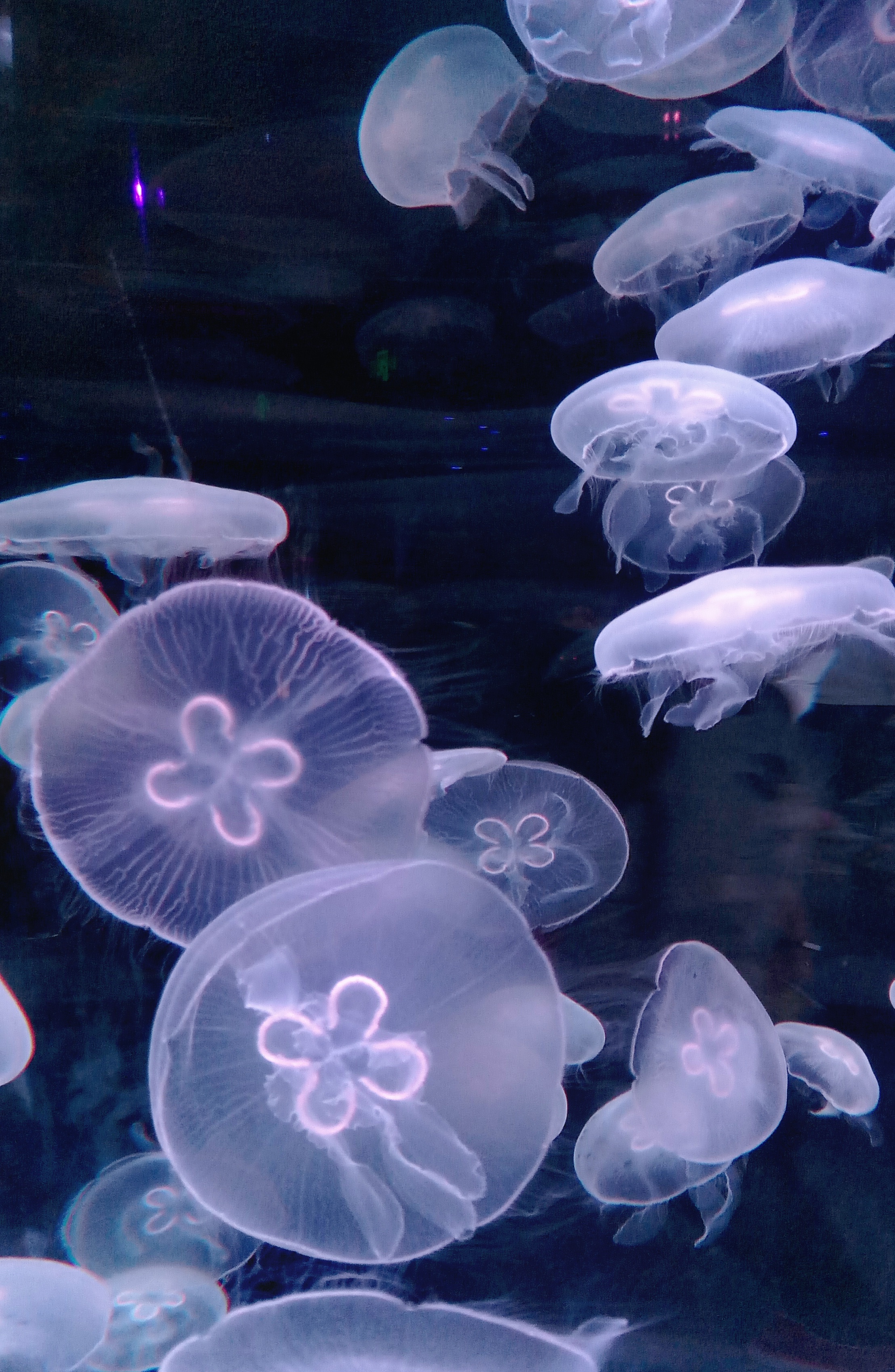 一组色彩斑斓的水母图,带你领略不一样的水母世界