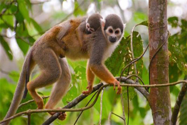 我的世界:广袤的沙漠生物群系,偏偏缺少这种生物