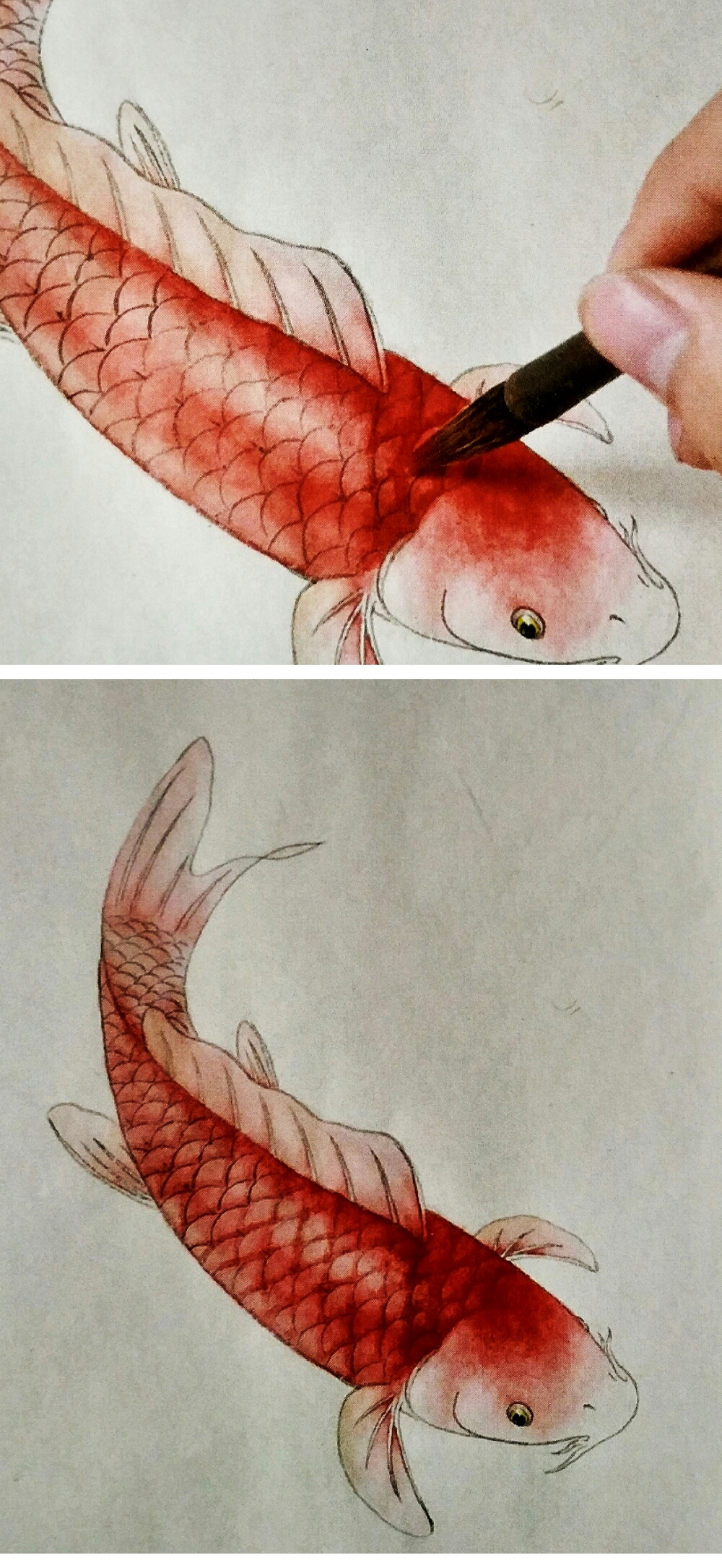 写意红鲤鱼的画法步骤图片