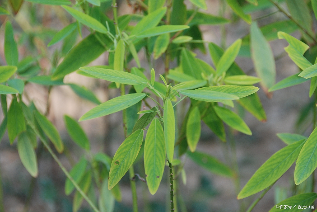 植物中的"舞者"——跳舞草