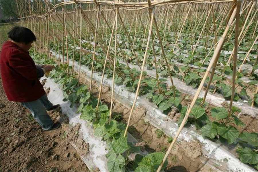 黄瓜- 热门商品专区