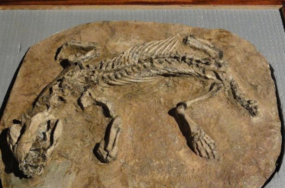 剑齿象,在1200万—100万年前生活于亚洲和非洲,体重12吨左右,是长鼻目