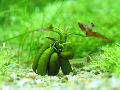 香蕉草种植方法,学习它的特点,以后的种植过程中能让它更好成活
