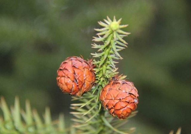 树松子 - 优质问答专区