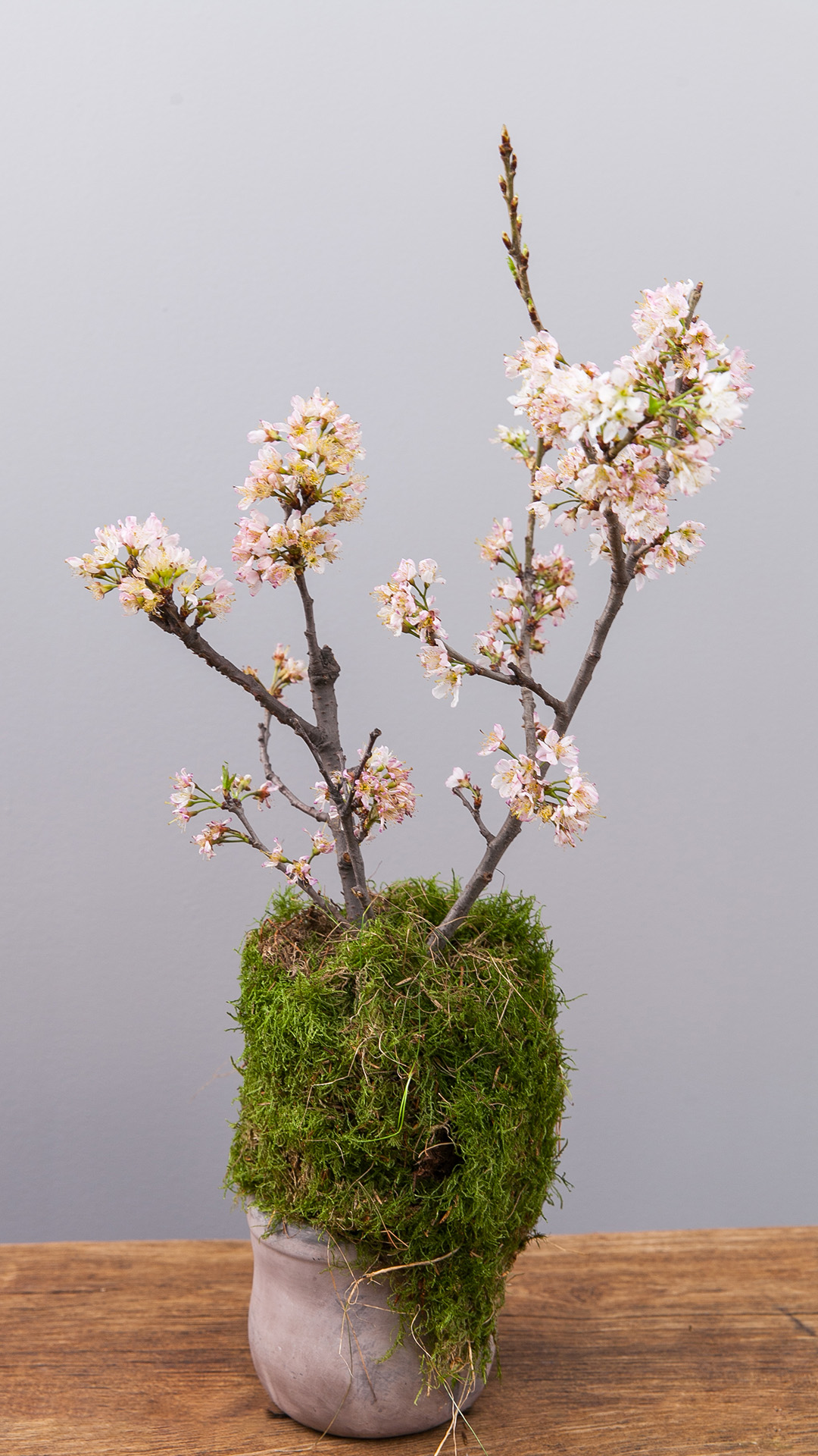 桌面壁纸一一禅意花卉