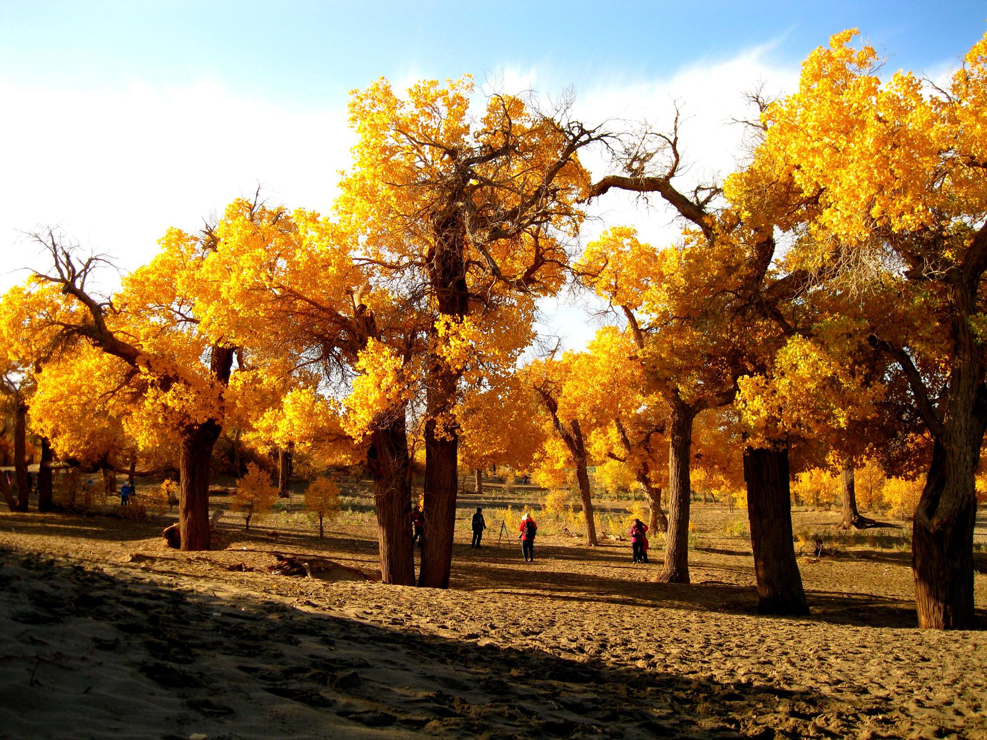 西部明珠会员卡 带您了解新疆醉美金胡杨