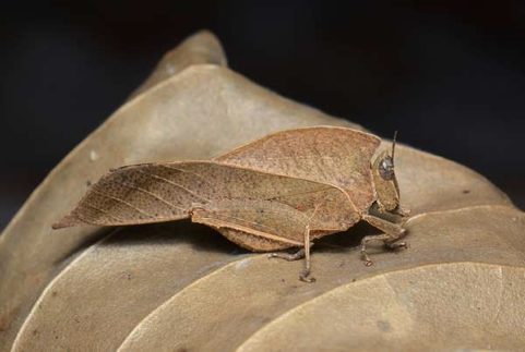 枯叶草蜢. dead-leaf grasshopper