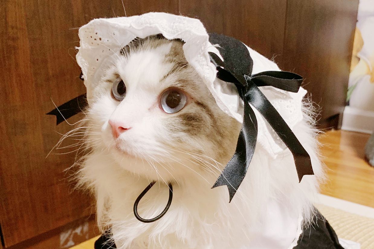 猫咪穿上洛丽塔会是什么样子?lo娘:比我还精致