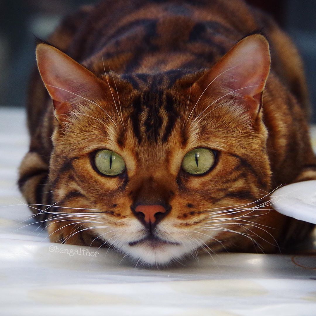 网红猫咪长得超像"小老虎",网友:一看就是大佬,惹不起惹不起