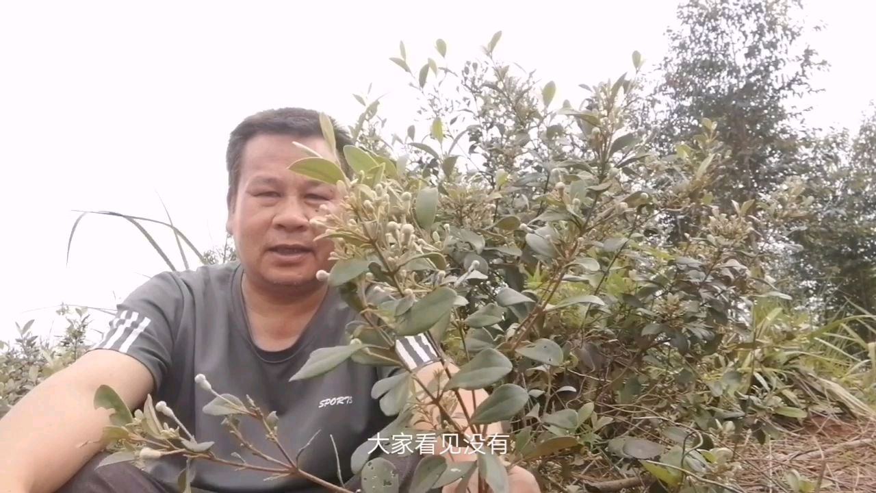 山上野果多,泡酒有好处,农夫阿极告诉你