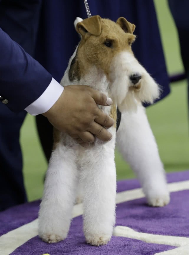 汪星人奥运会!刚毛猎狐梗犬第15次夺冠,上届的冠军好有爱