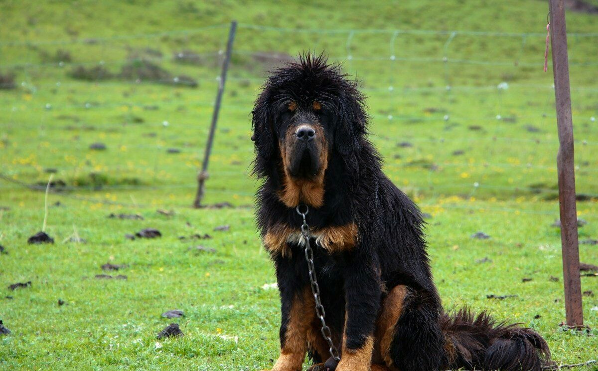 被藏族人尊为护法金刚的化身——藏獒!