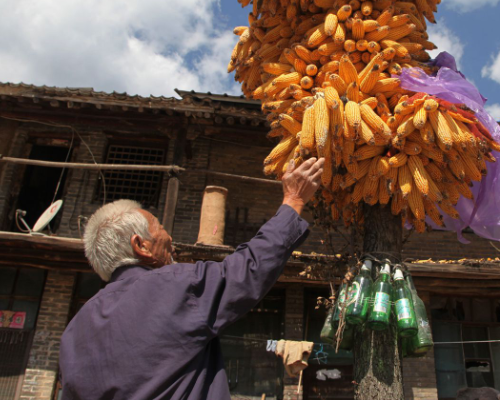 山鼠偷吃玉米防不胜防,山西8旬老人用12个啤酒瓶解决