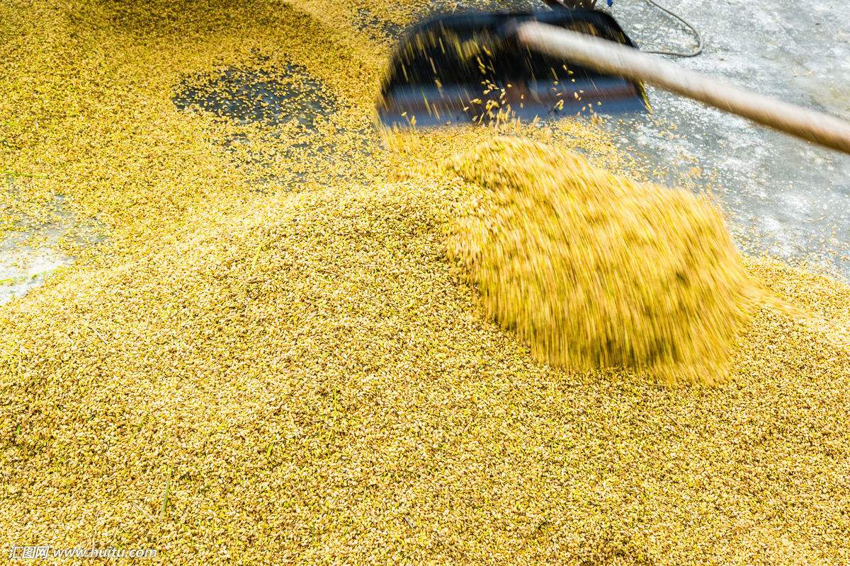 小谷子价格 - 2020年最新商品信息聚合专区 - 百度爱采购