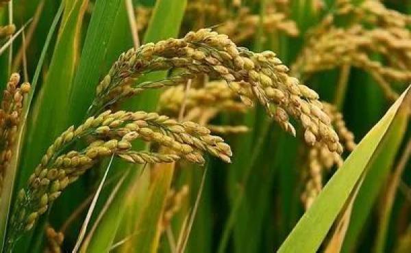 历时5年!中国转基因抗虫水稻获美国食用许可