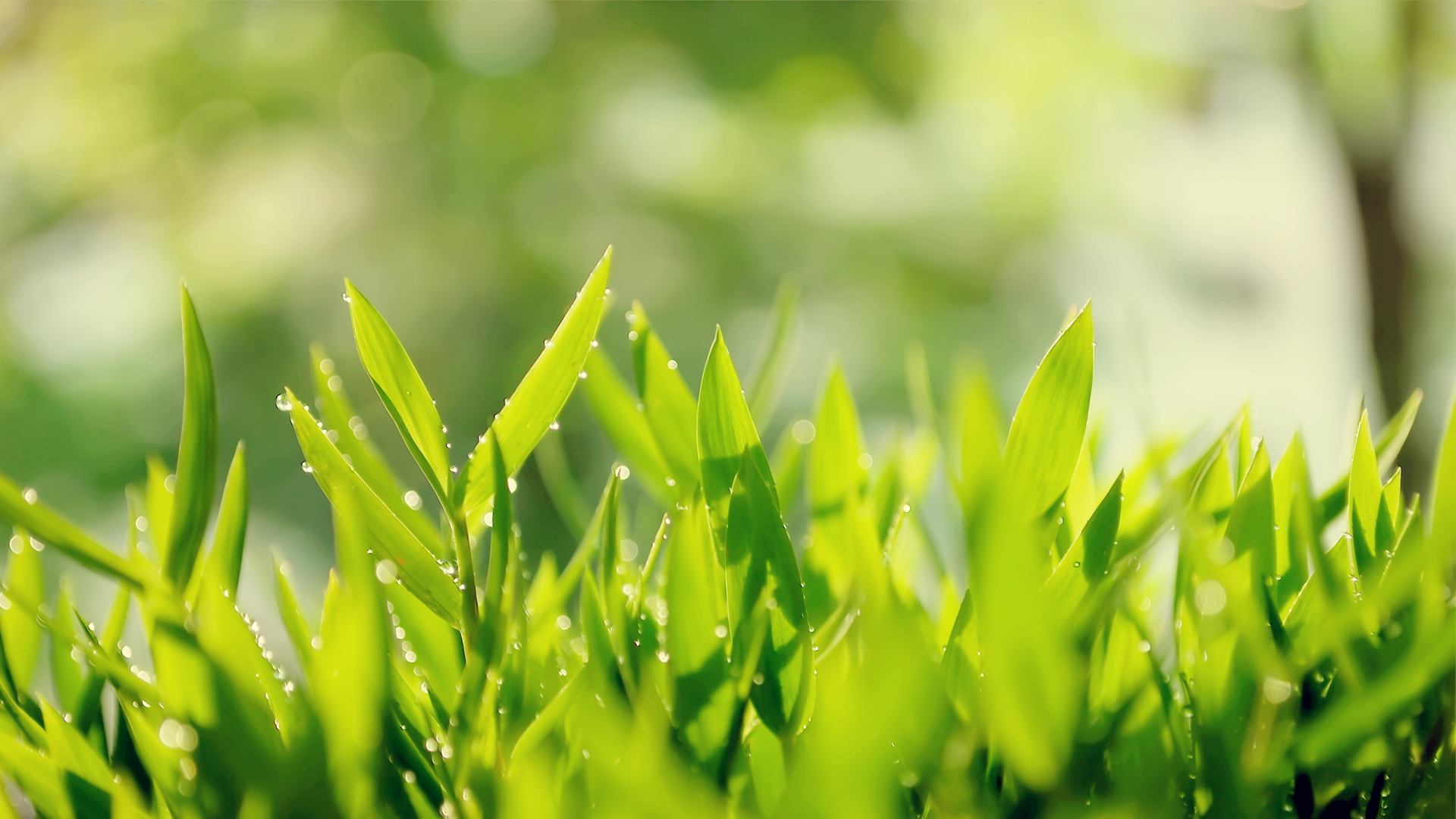 2018年有关友情经典语录