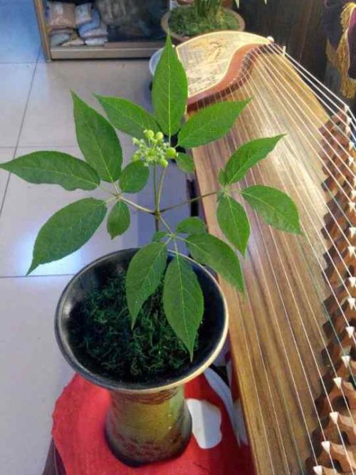 人参这种贵盆景,得搞懂"6技巧"才能养,过了三五年,也能镇宅