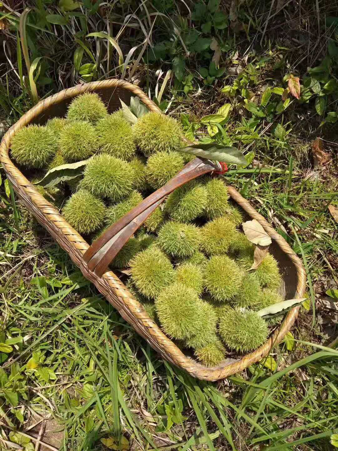 麻城板栗成熟了,正是最新鲜板栗的品尝时刻,一定不能错过