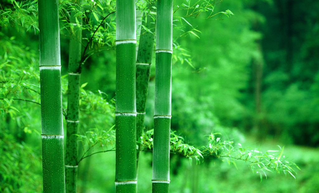 竹子壁纸养眼图片