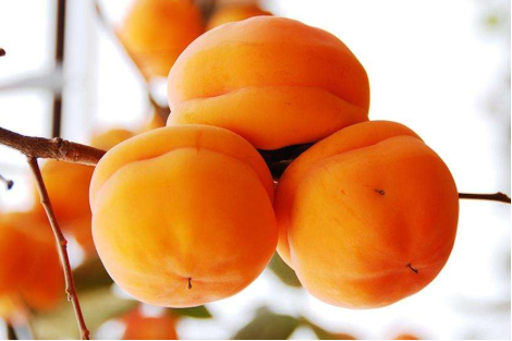 1,脾胃虚寒者不吃 柿子本就属于寒性食物,无论是新鲜的柿子还是做成的