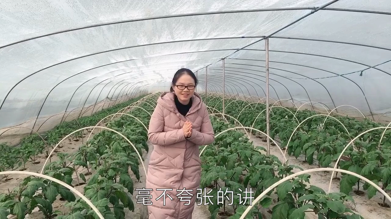 90后姑娘带你参观蔬菜大棚,看看里面都种了啥好吃的?