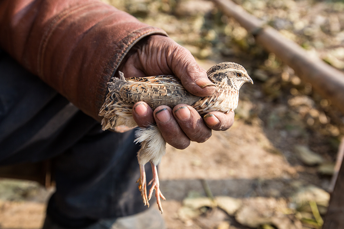 农村大爷抽烟喝酒把鹌鹑,30元买一锅肉:烟袋上有个宝贝