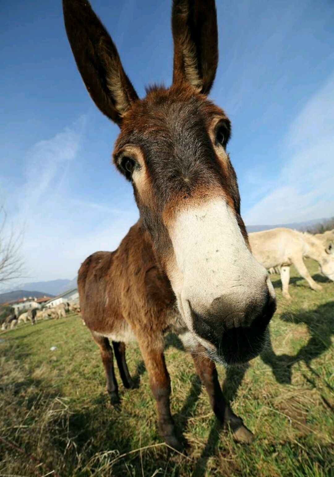 因中医药需求而锐减的驴群