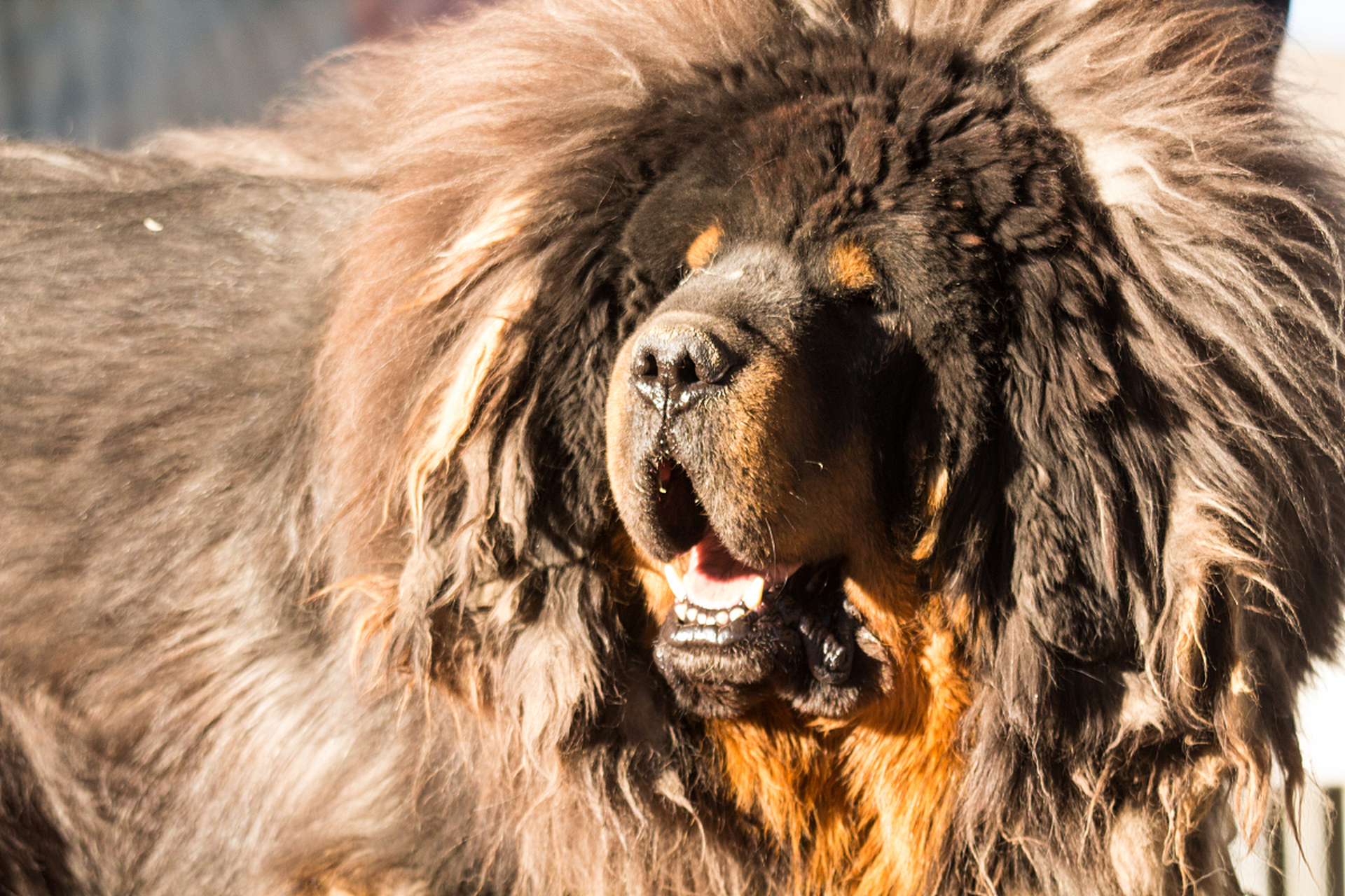 朋友养了一只蒙古獒犬,为它准备了温暖的小房间和电暖器,每晚带它睡觉