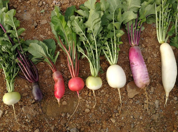 冬吃萝卜夏吃姜,可白萝卜,红萝卜,青萝卜哪种比较有营养?