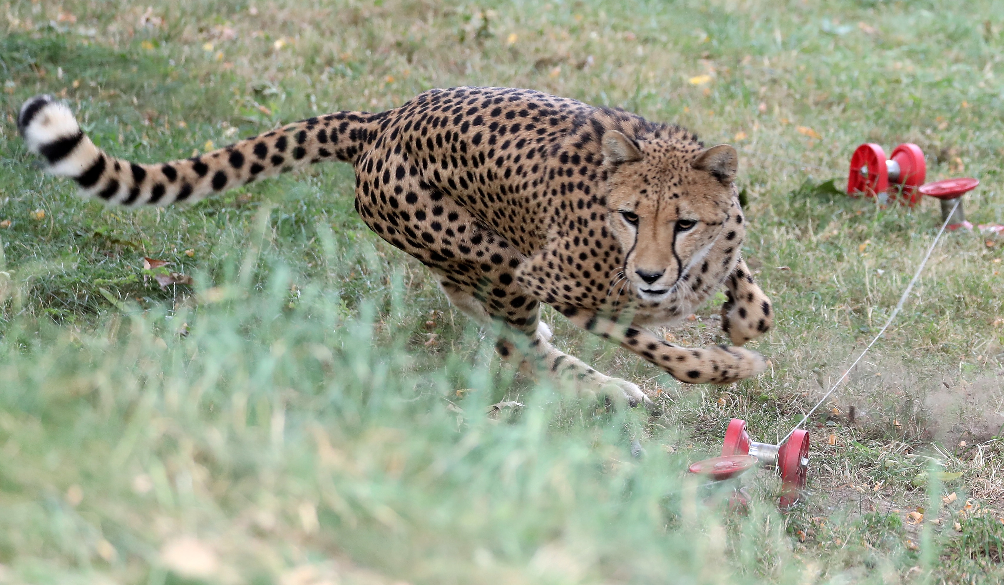 科隆动物园的猎豹(5)