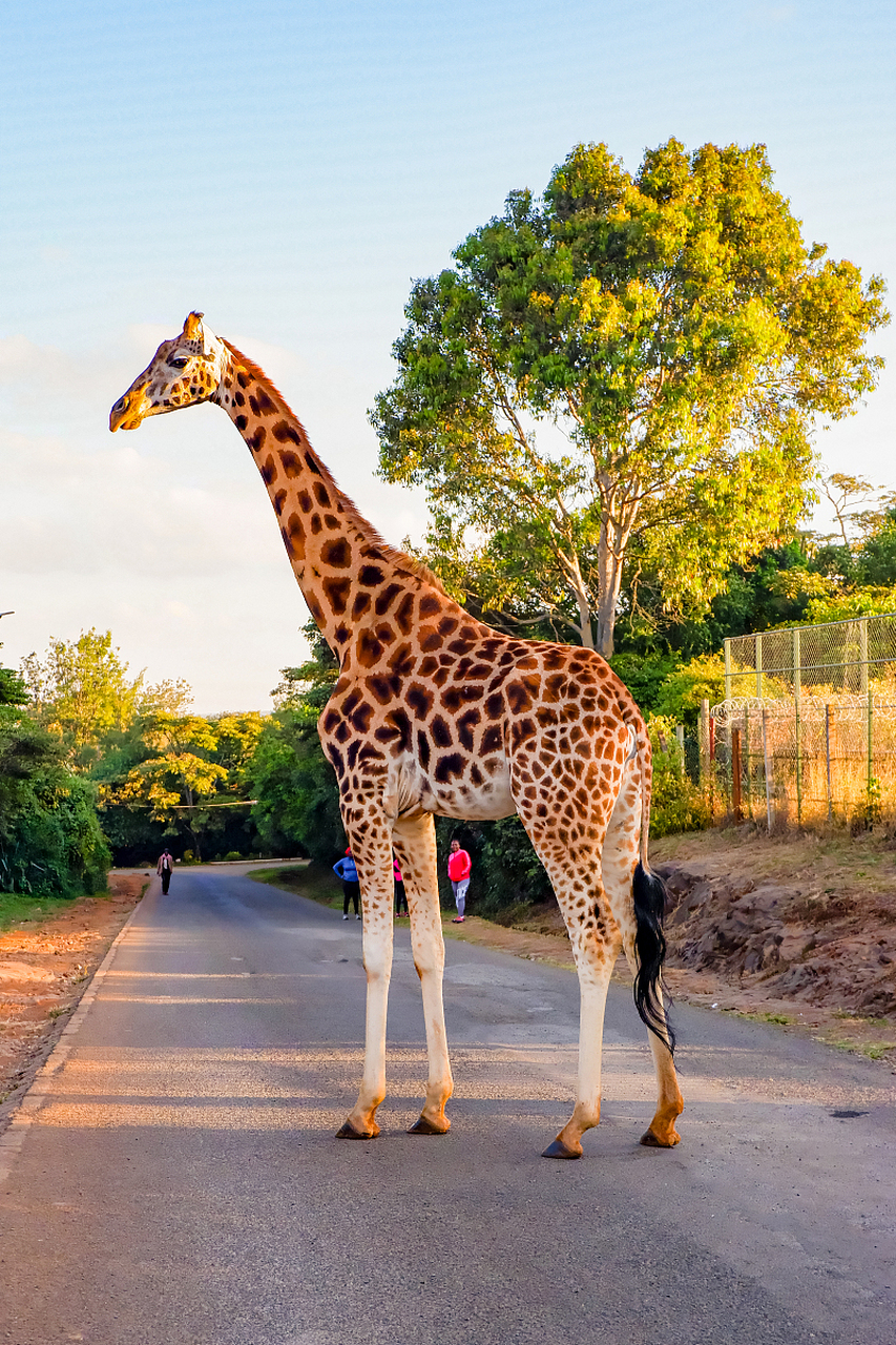 长颈鹿:高傲的奔跑者,凭借超长的脖子和强大的腿力,轻松跨越障碍物.
