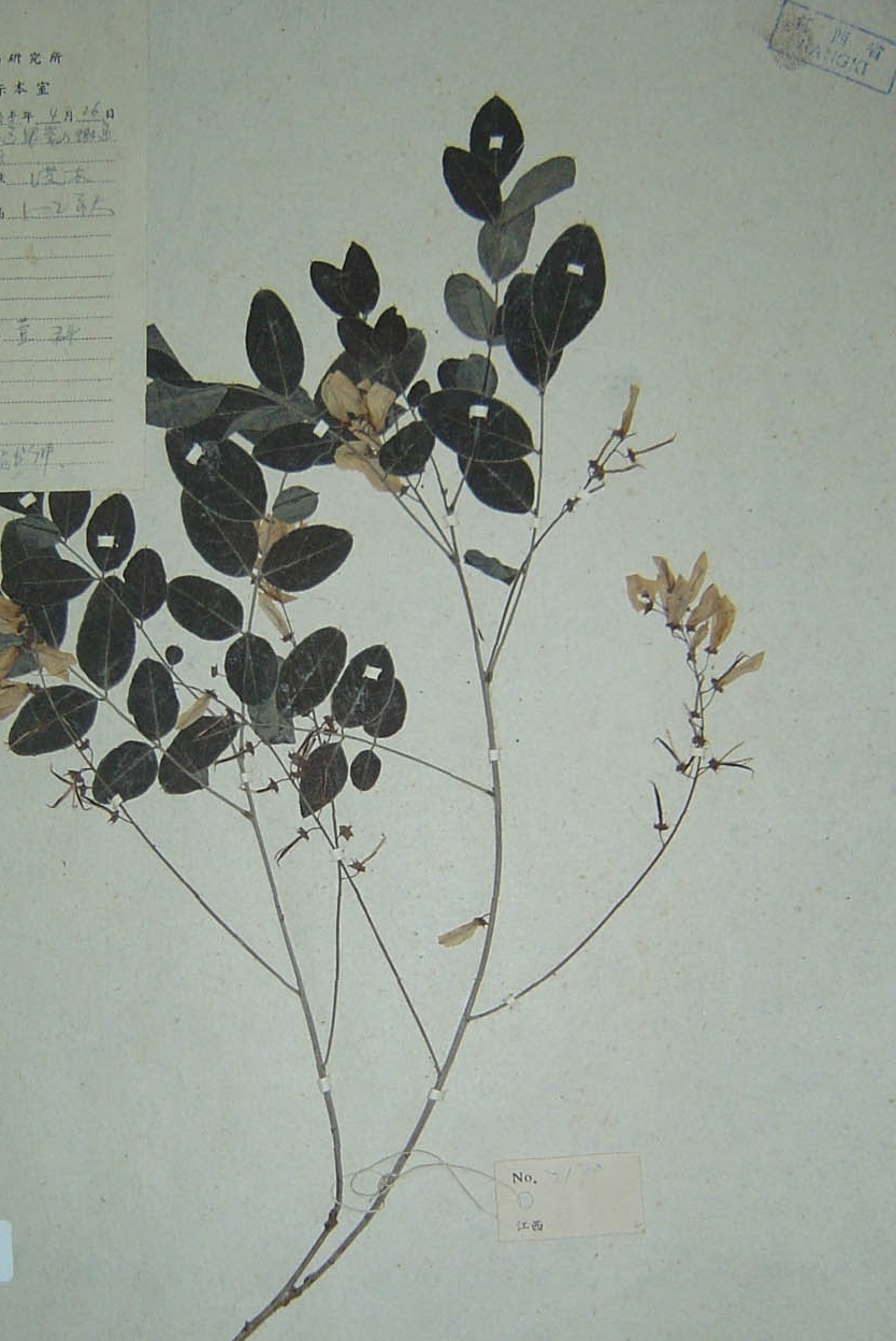 植物知识科普,小编带你了解苏木蓝