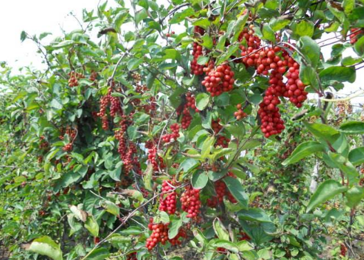 高粱泡,味道甘甜,野生的很好吃.