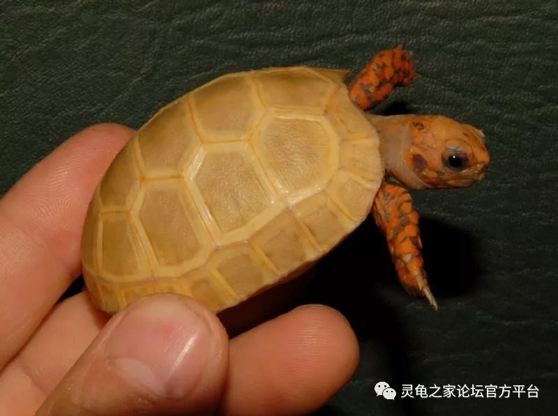 这些半水龟和陆龟的变异白化品种,若你还不知道就out了!