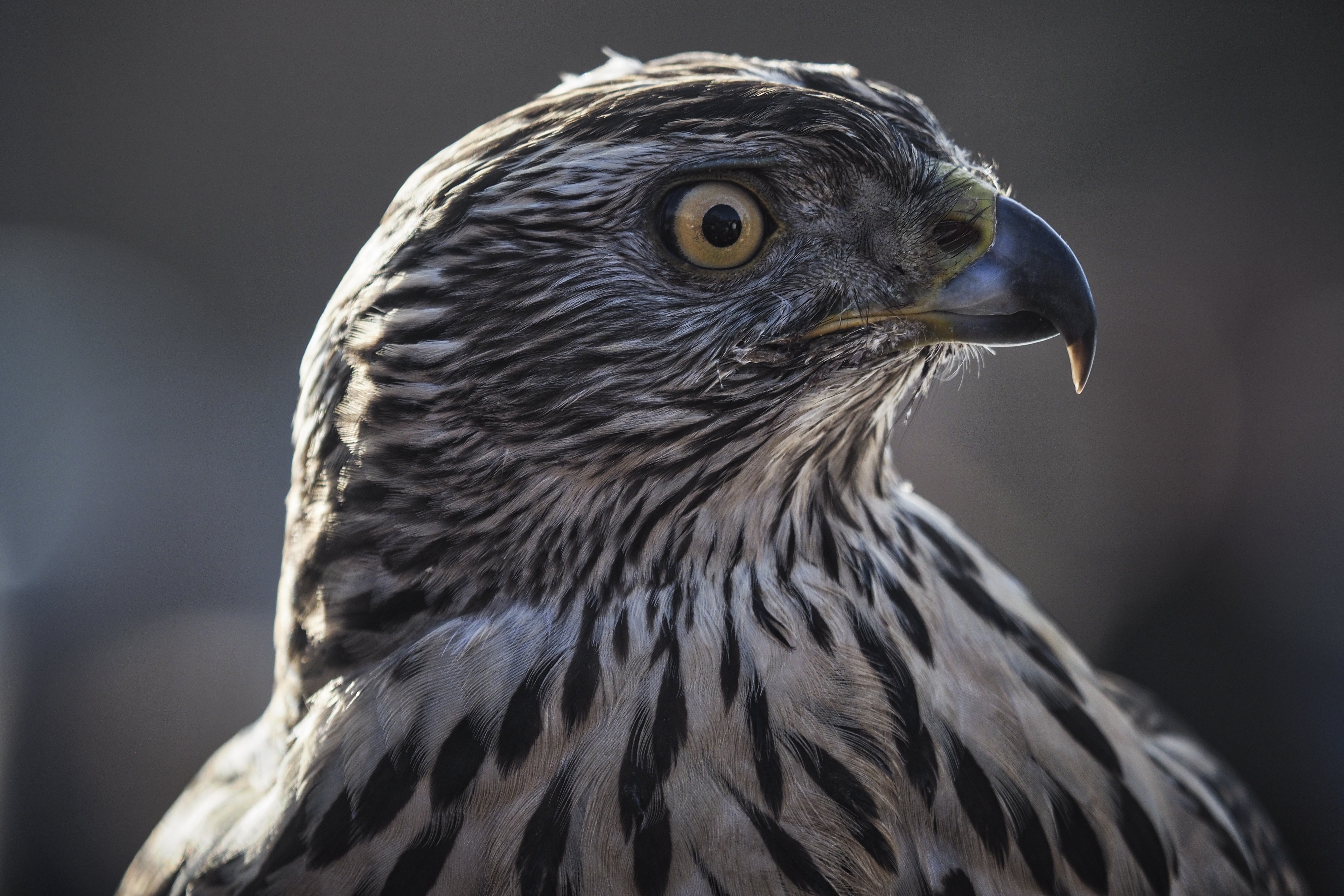 莫斯科斯科尔尼基公园上演"鹰隼飞禽秀"