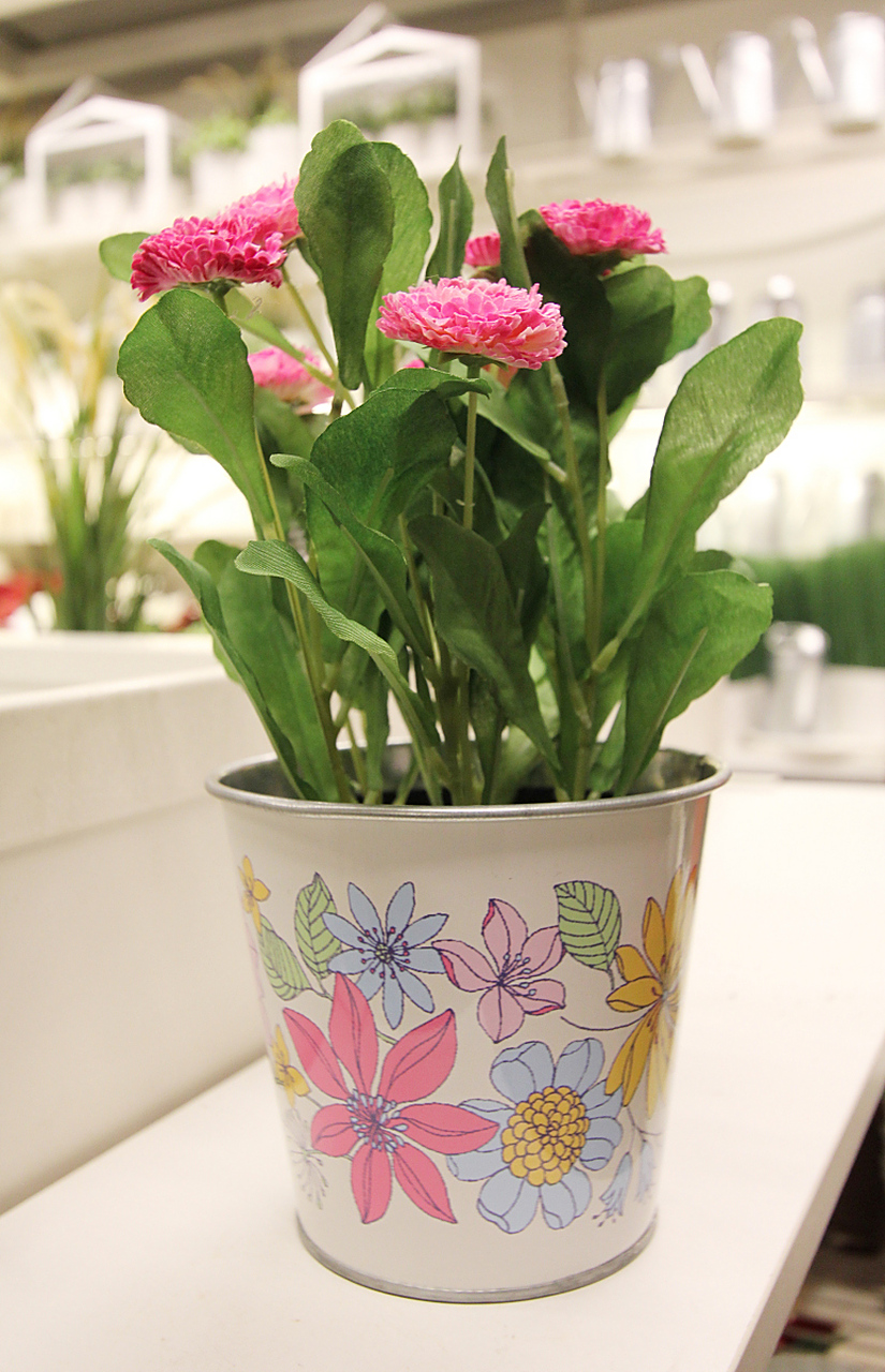 长寿花不仅具有观赏价值,还有许多实际的好处.