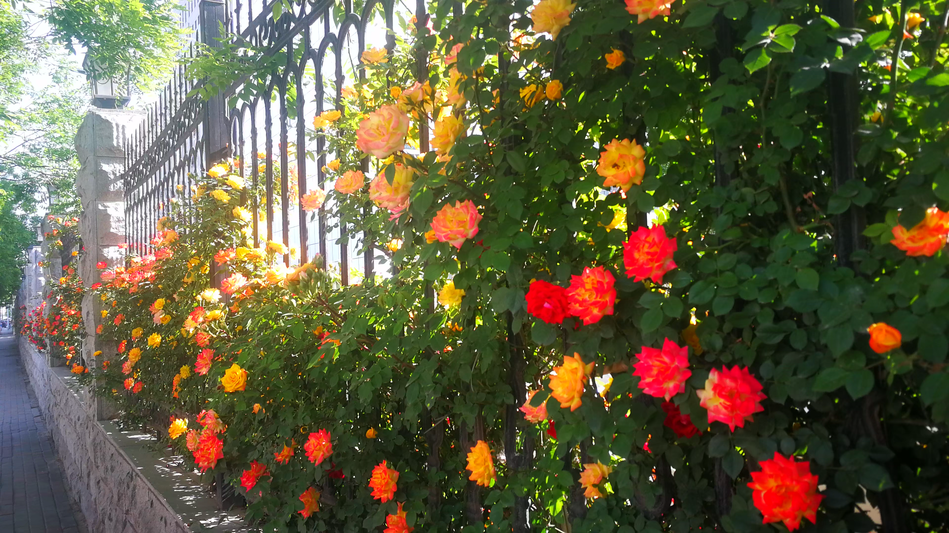 走错路误入这条街,惊喜发现百米墙头爬满了七色蔷薇花!太美了!