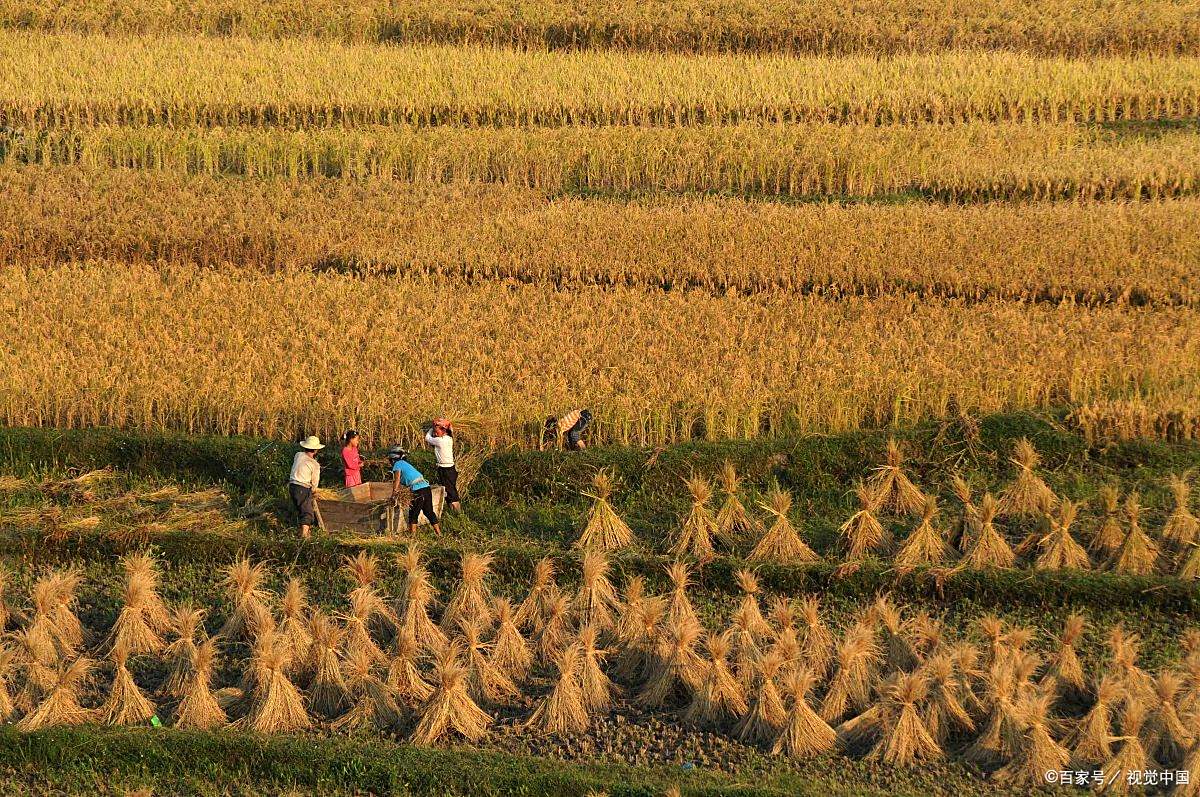 农民伯伯兴高采烈收稻谷