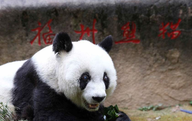 福州熊猫世界,这里熊猫众多可爱有趣,而且极具科研教育意义