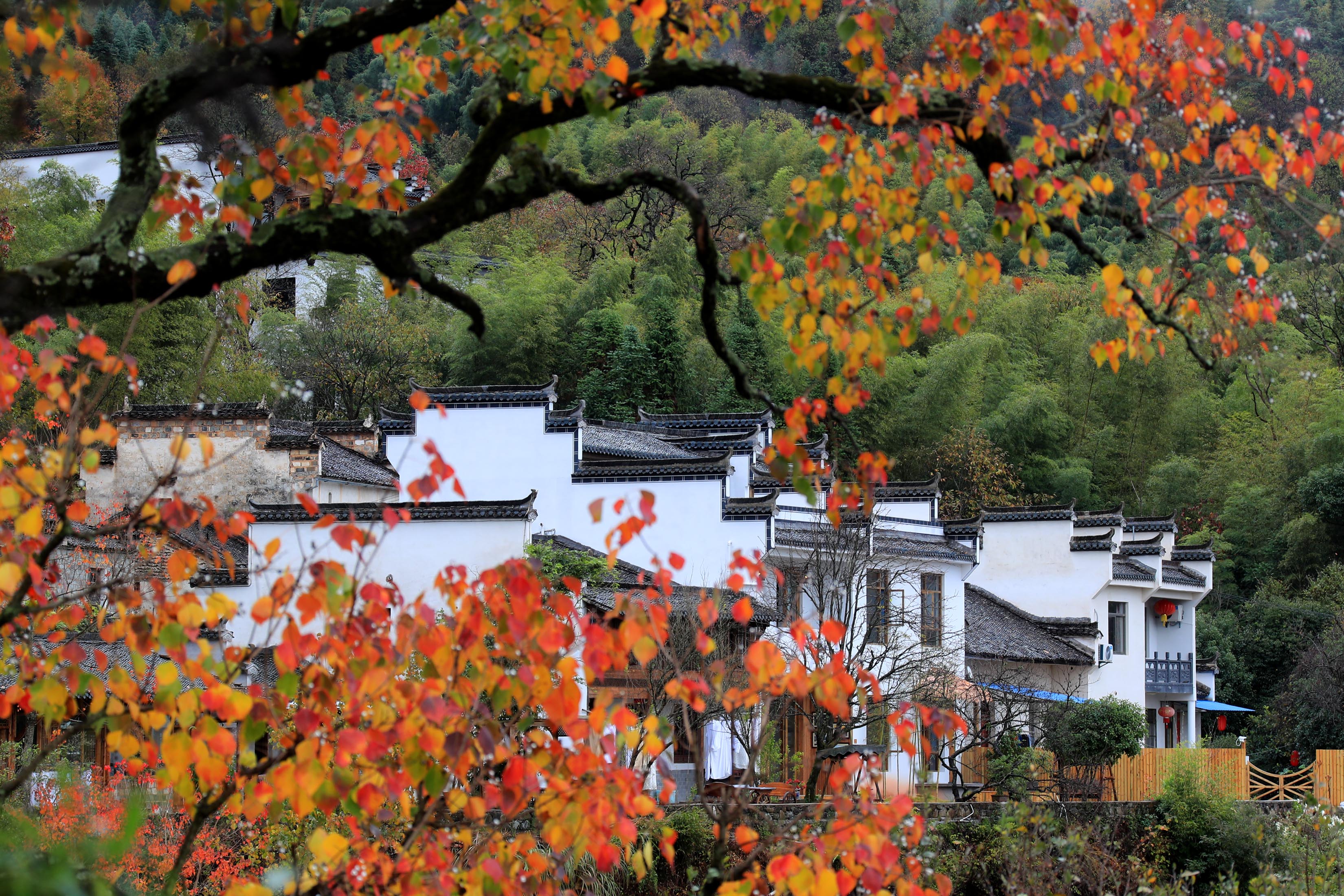 这是11月7日在安徽省黟县塔川村拍摄的景色. 新华社发(施广德 摄)