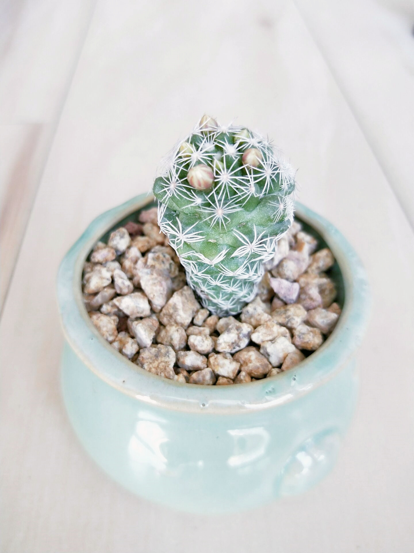 2,银手指小刺头"长鼓包"